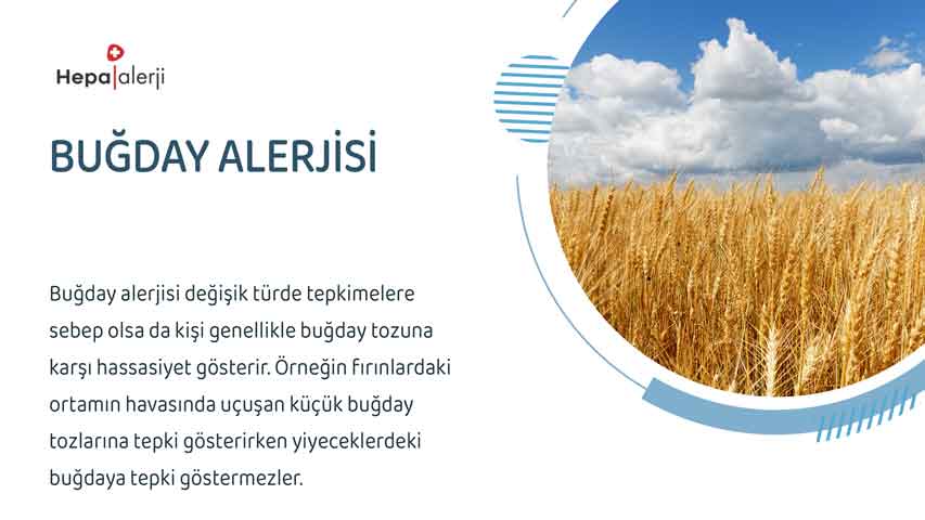 Buğday alerjisi