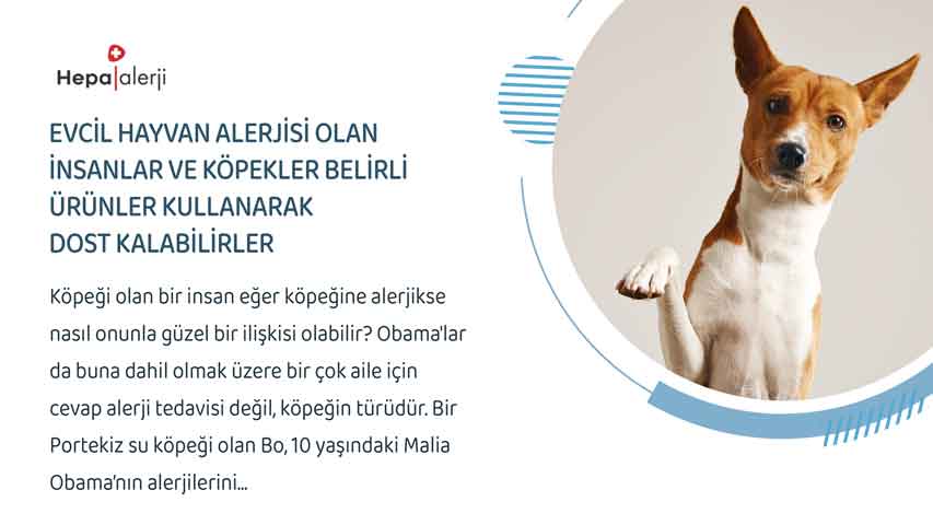 Evcil Hayvan Alerjisi Olan İnsanlar ve Köpekler Belirli Ürünler Kullanarak Dost Kalabilirler