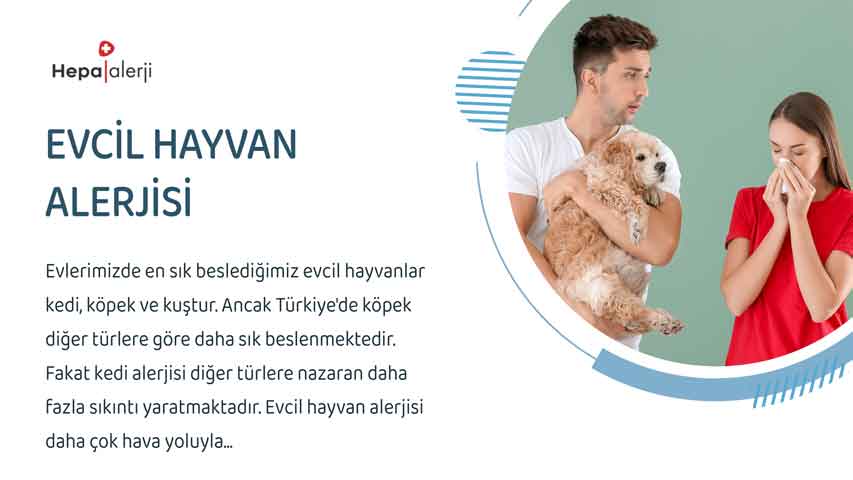 Evcil hayvan alerjisi