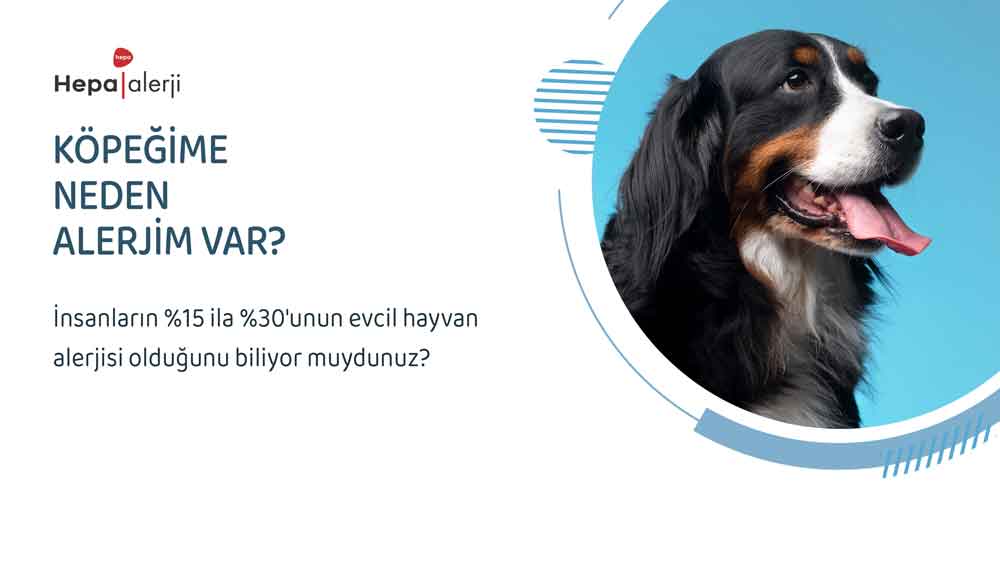 Köpeğime Neden Alerjim Var?