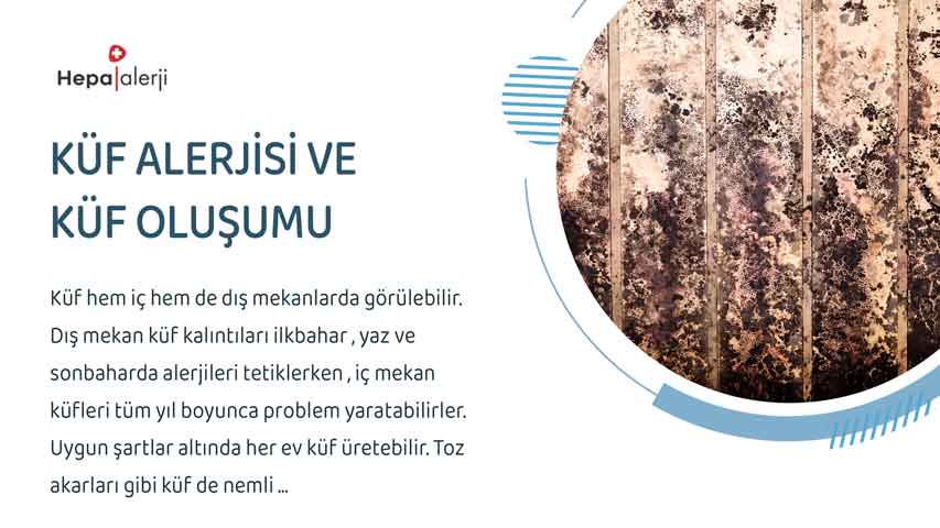 Küf Alerjisi ve Küf Oluşumu